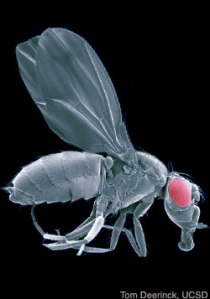 Innate Immunity in Drosophila