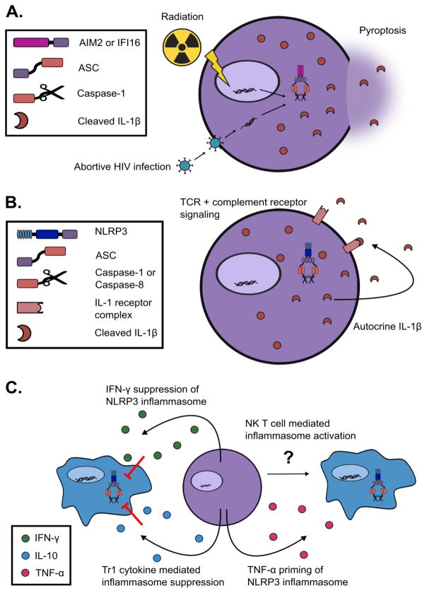 T cell regulation of cell-intrinsic and extrinsic inflammasomes