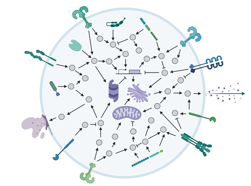 Pattern Recognition Receptors Signaling Pathways